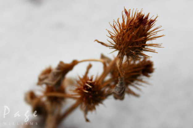 PageWilliams-winter-photography-thistle