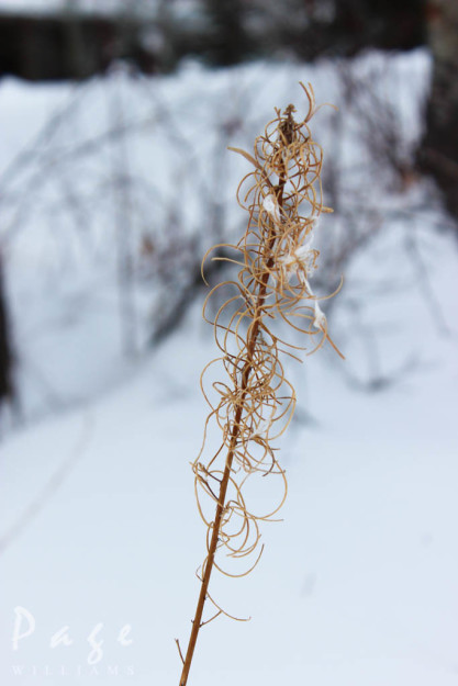 PageWilliams-winter-photography-curly