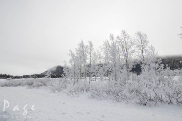 PageWilliams-winter-photography-trees