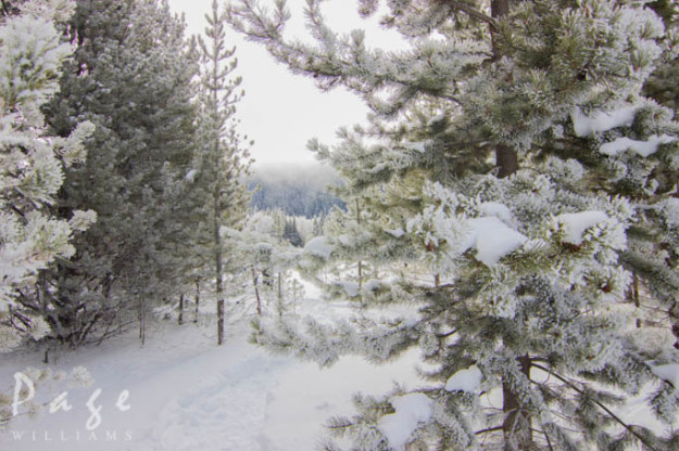 PageWilliams-winter-photography-branches