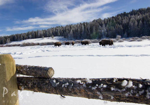 PageWilliams-winter-photography-buffalo